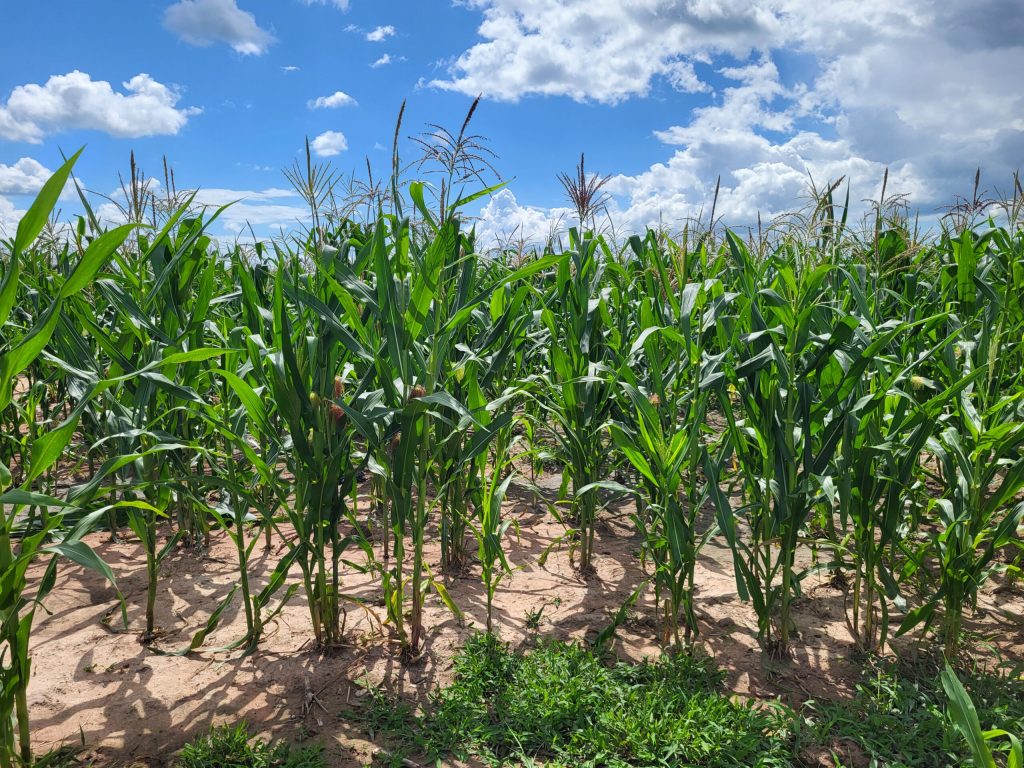 sustainablility-scaled